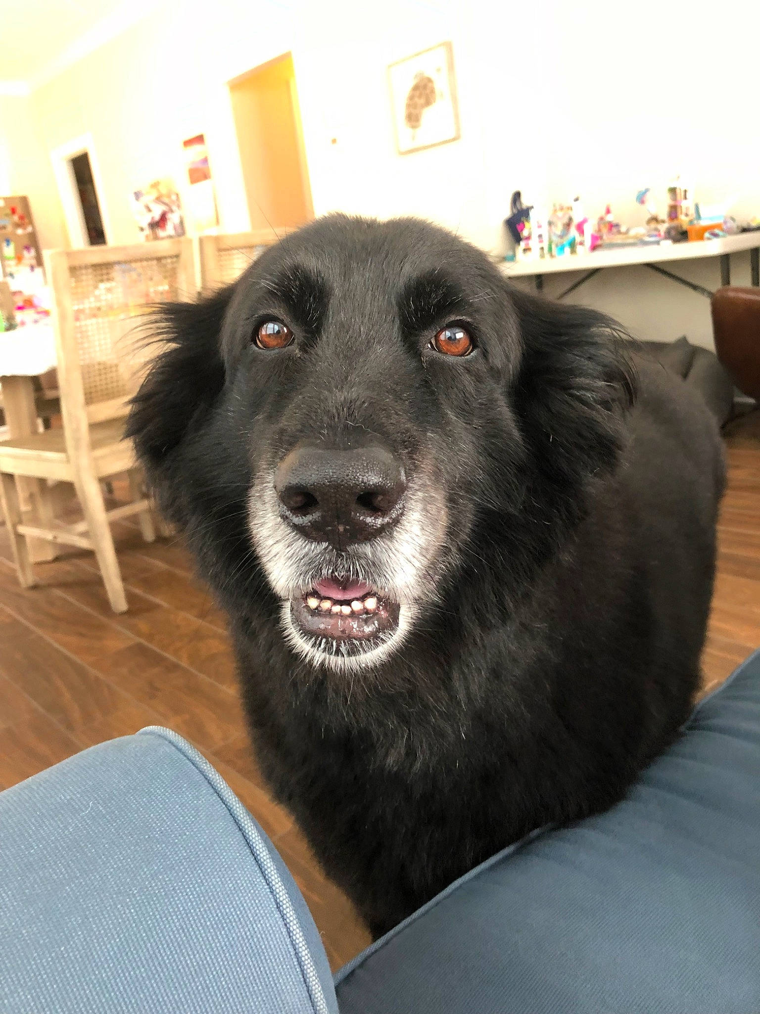 Bodie Bear joined the competition — help win amazing prizes! borador, canidae, carnivore, companion_dog, dog, dog_breed, flat_coated_retriever, groenendael, mammal, snout, sporting_group, vertebrate