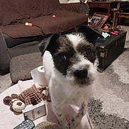 Gizzy is registered to the contest to win money with this photo: dog, small_dog, black_and_white, living_room, couch, remote_control, plush_toy, toilet_paper, carpet, table, furniture, curious, pet, indoor, cozy, brown_couch, white_fur, black_fur, toy, household_items