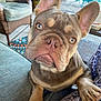 dog, french_bulldog, pet, close_up, paw, ears, indoor, couch, furniture, carpet, animal, cute, brown, eyes, snout, wrinkles, nail, resting, lap, home