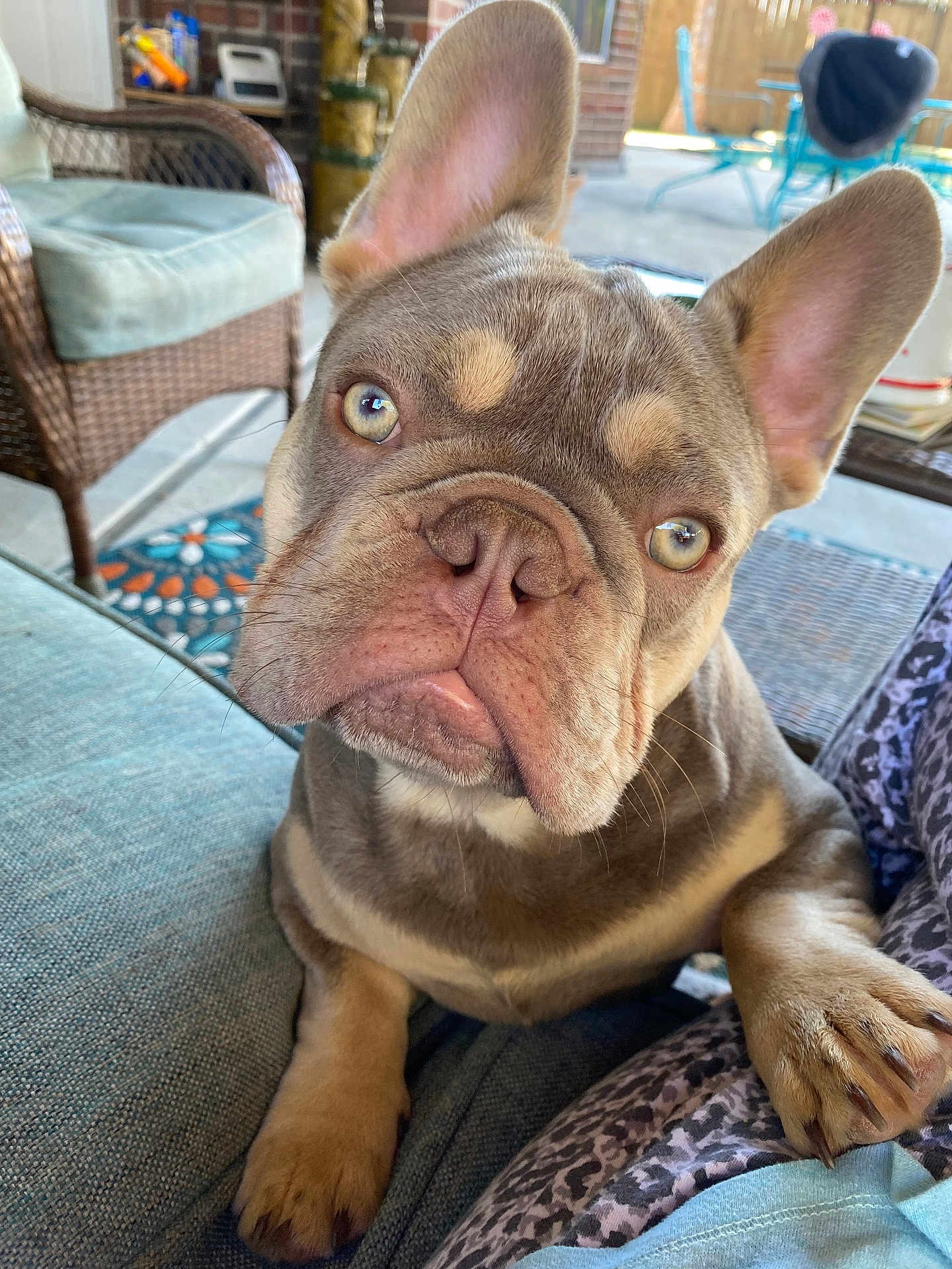 Louie