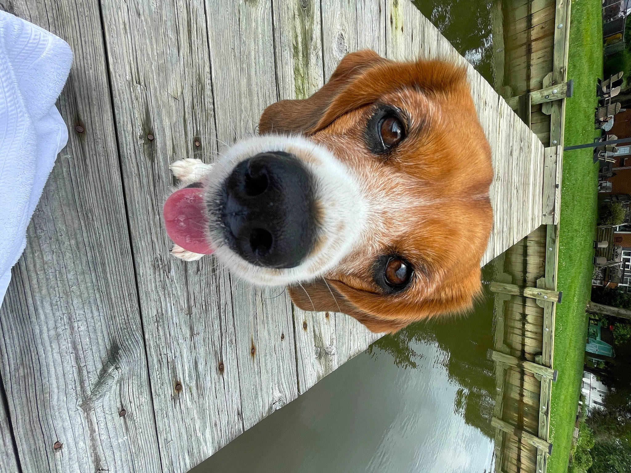 Stella joined the competition — help win amazing prizes! animal_shelter, canidae, carnivore, collar, companion_dog, dog, dog_breed, dog_supply, door, fawn, fur, hardwood, hound, hunting_dog, pet_supply, snout, sporting_group, whiskers, wood, working_animal