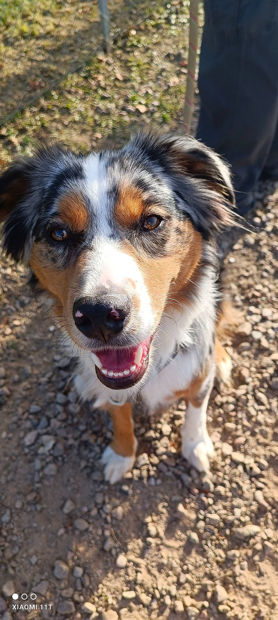 Simba participe au concours pour gagner de l'argent avec cette photo : carnivore, companion_dog, dog, dog_breed, fur, herding_dog, plant, snout, soil, sporting_group, terrestrial_animal, tree, whiskers, working_dog