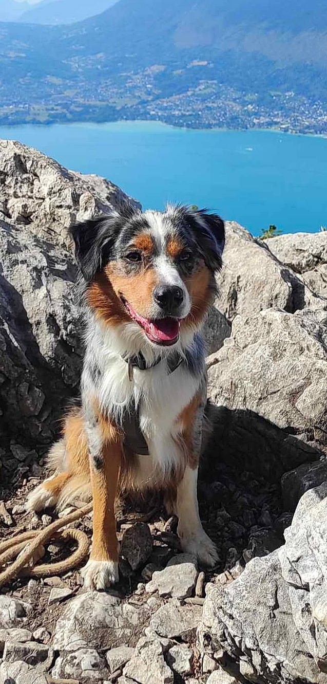 Simba a rejoint le concours — aidez-le/la à gagner de superbes lots ! australian_shepherd, bedrock, canidae, carnivore, companion_dog, dog, dog_breed, lake, mountain, plant, rock, sky, soil, sporting_group, water, working_dog