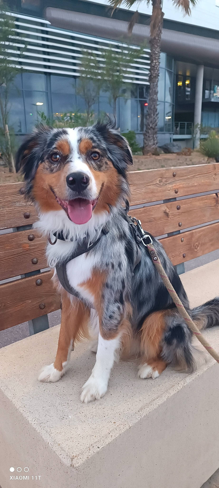 Simba a rejoint le concours — aidez-le/la à gagner de superbes lots ! bernese_mountain_dog, canidae, carnivore, companion_dog, dog, dog_breed, fur, herding_dog, plant, sporting_group, terrestrial_animal, tire_care, tree, whiskers, working_animal, working_dog