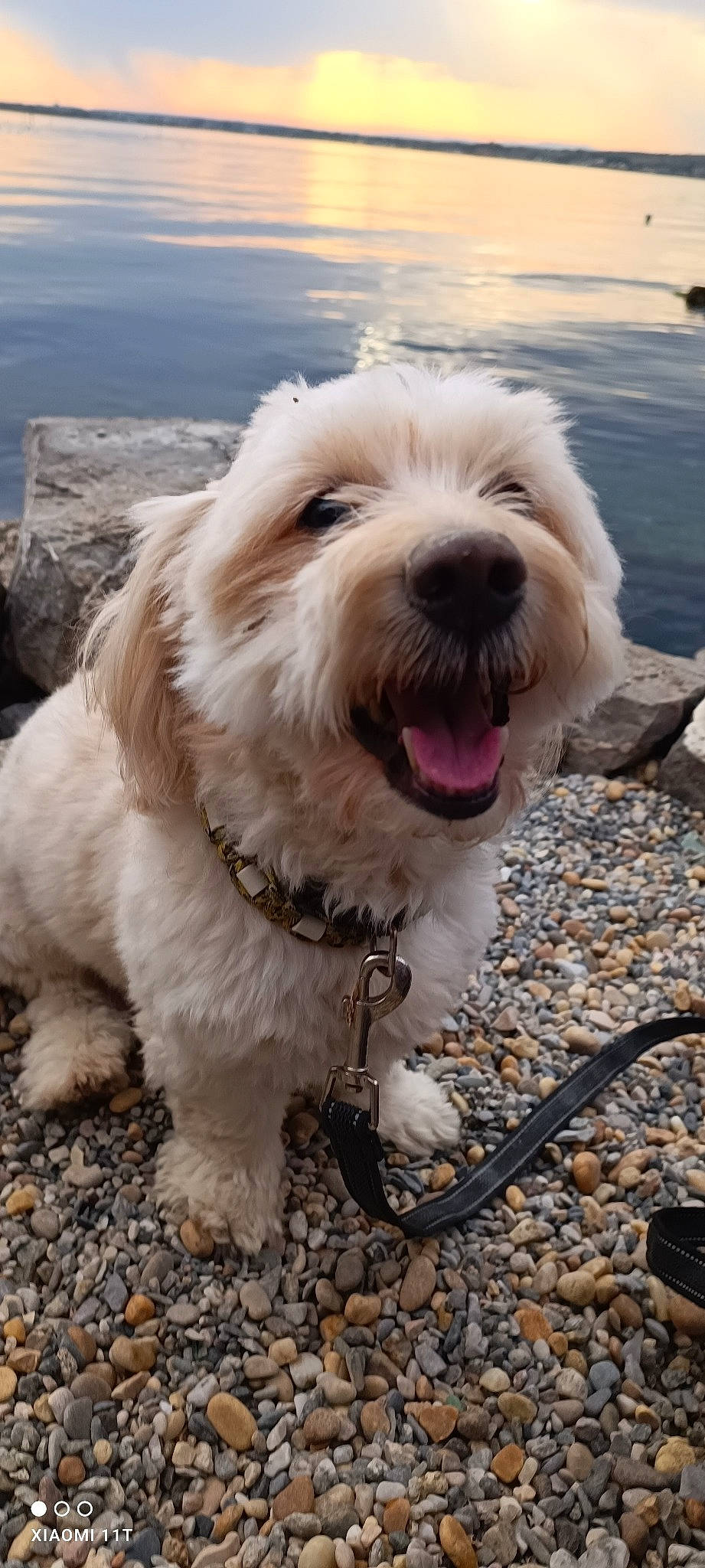 Frisou participe au concours pour gagner de l'argent avec cette photo : briquet_griffon_vendeen, canidae, carnivore, cloud, collar, companion_dog, dog, dog_breed, dog_collar, eyewear, fur, labradoodle, poodle_crossbreed, small_terrier, snout, sporting_group, terrier, toy_dog, water, working_animal