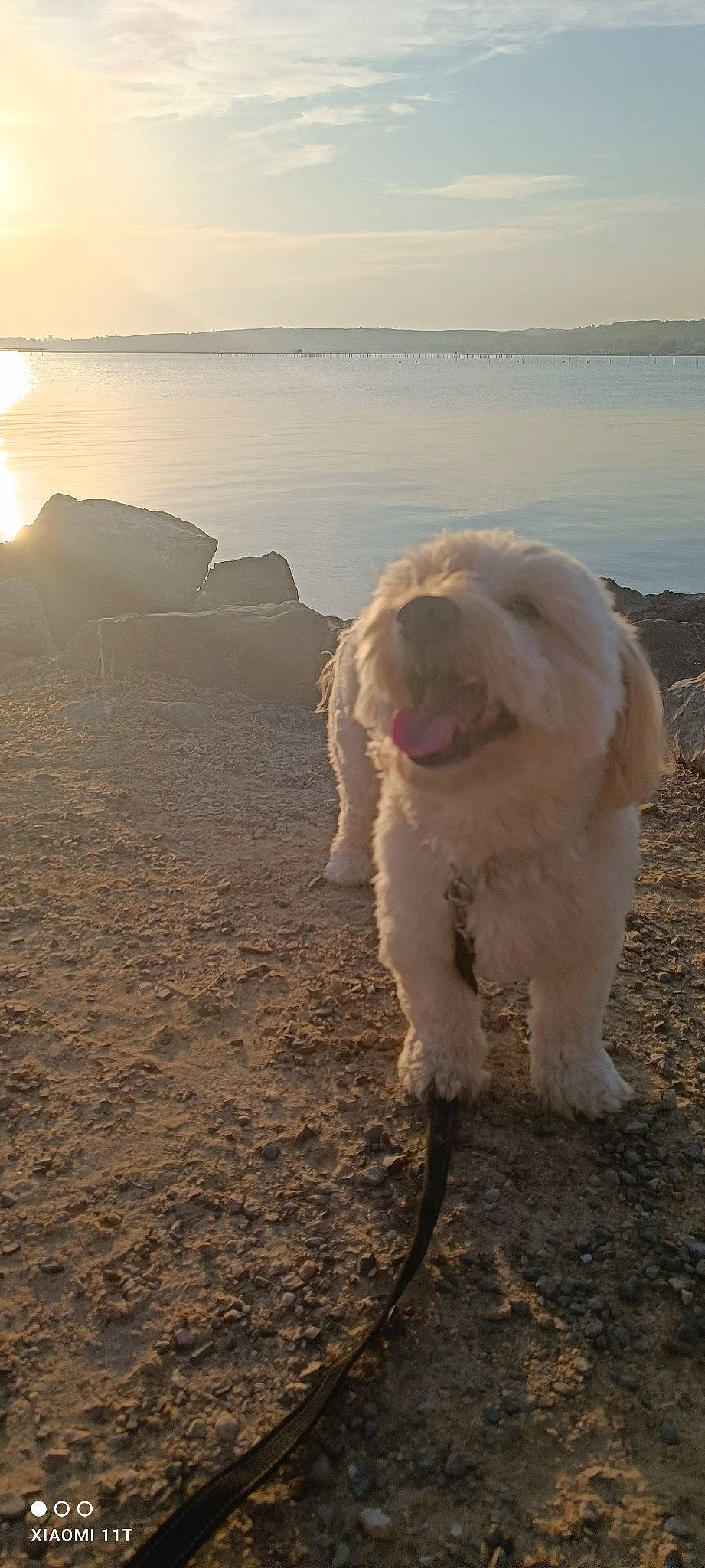 Frisou participe au concours pour gagner de l'argent avec cette photo : beach, carnivore, cloud, companion_dog, dog, dog_breed, evening, horizon, lake, landscape, ocean, rock, sand, sky, sporting_group, sunset, terrier, water, wave, wind_wave
