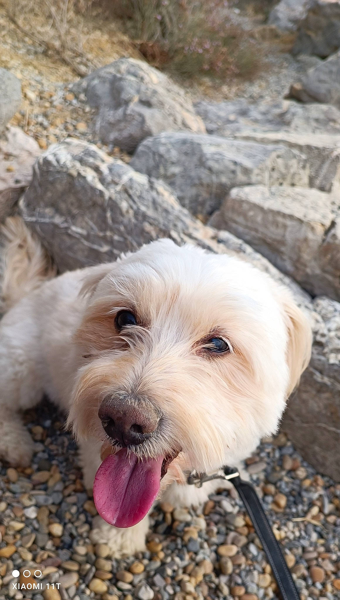 Frisou participe au concours pour gagner de l'argent avec cette photo : bedrock, canidae, carnivore, companion_dog, dog, dog_breed, fur, rock, small_terrier, snout, soil, sporting_group, terrier, toy_dog, wood