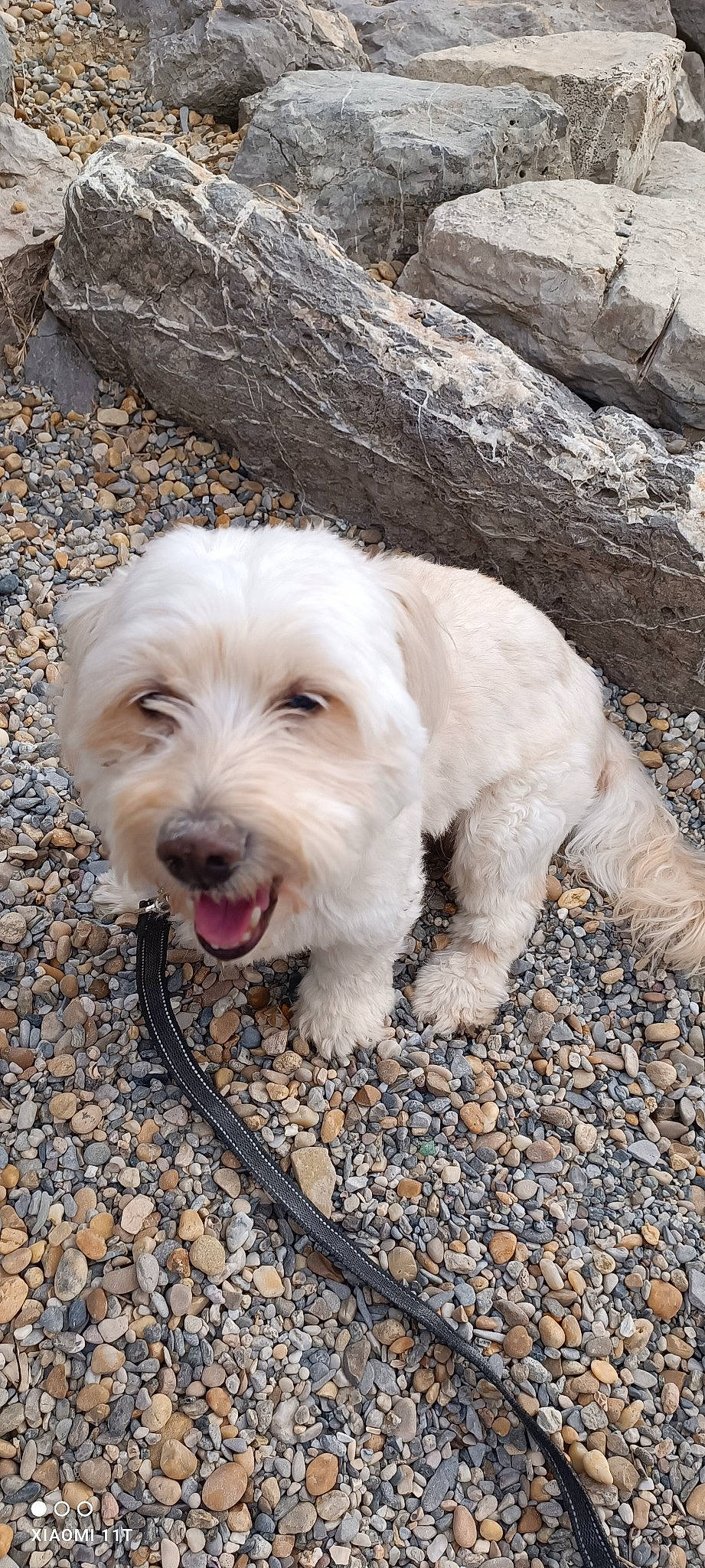 Frisou participe au concours pour gagner de l'argent avec cette photo : canidae, carnivore, collar, companion_dog, dog, dog_breed, dog_collar, fur, leash, non_sporting_group, puppy, road_surface, small_terrier, snout, soil, sporting_group, terrier, toy_dog, water_dog, working_animal