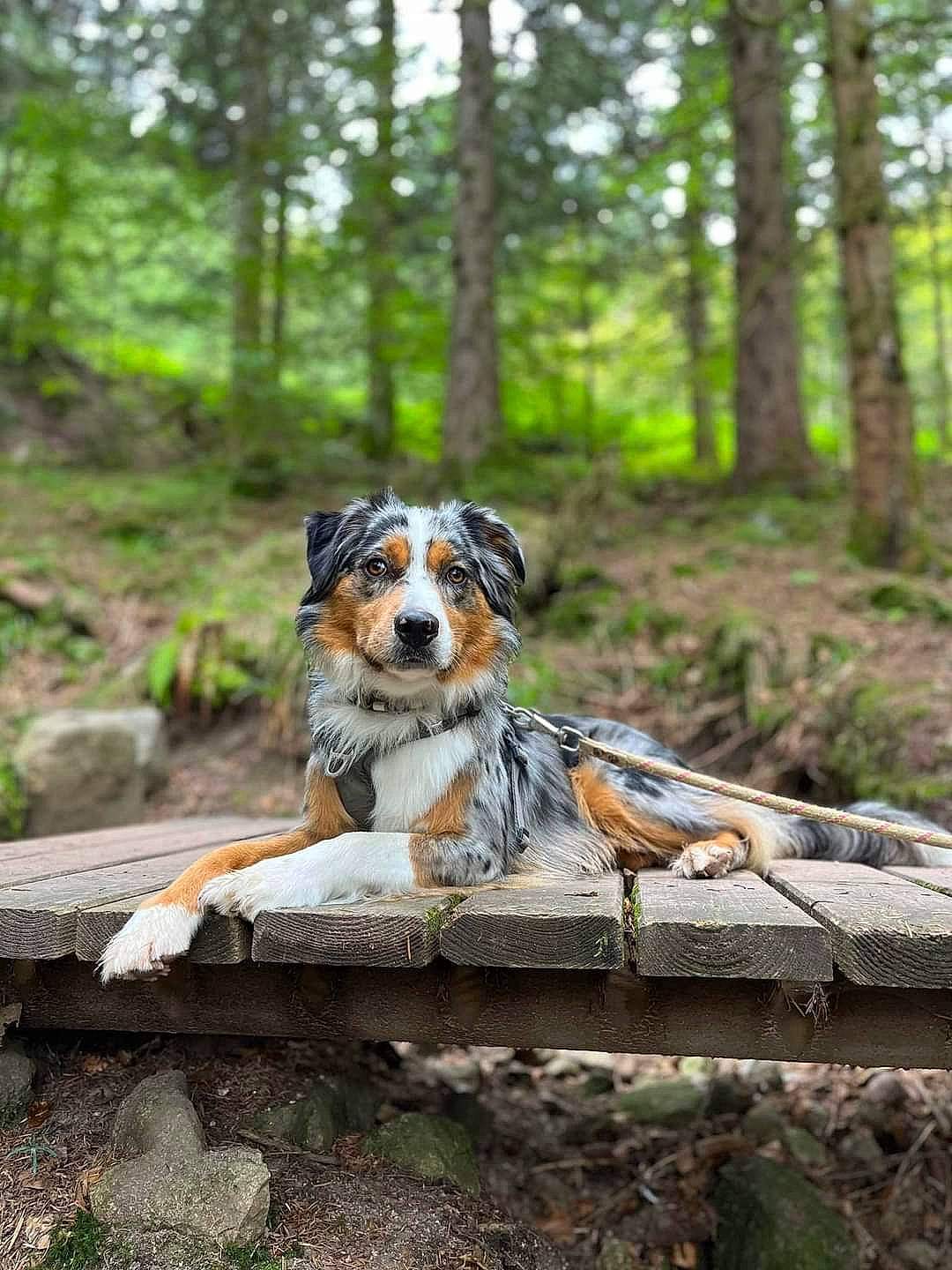 Simba participe au concours pour gagner de l'argent avec cette photo : canidae, carnivore, companion_dog, dog, dog_breed, fawn, forest, grass, herding_dog, jungle, plant, recreation, sporting_group, temperate_broadleaf_and_mixed_forest, toy_dog, tree, wood, woodland, working_animal, working_dog