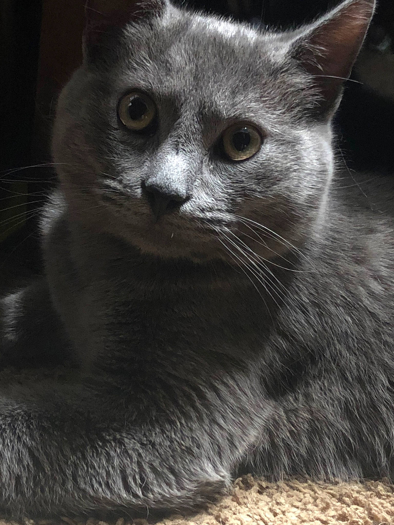 Binks is registered to the contest to win money with this photo: asian, black_and_white, british_semi_longhair, british_shorthair, burmese, carnivore, cat, chartreux, domestic_short_haired_cat, felidae, korat, mammal, nebelung, russian_blue, small_to_medium_sized_cats, snout, vertebrate, whiskers