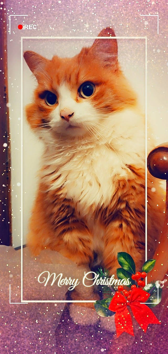 Timon a rejoint le concours — aidez-le/la à gagner de superbes lots ! art, carnivore, cat, domestic_short_haired_cat, fawn, felidae, fur, gesture, happy, illustration, orange, paw, photo_caption, photography, rectangle, small_to_medium_sized_cats, snout, tail, whiskers, window