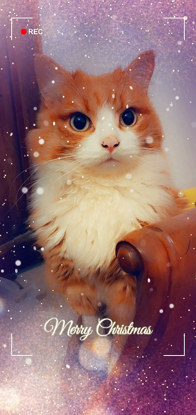 Timon a rejoint le concours — aidez-le/la à gagner de superbes lots ! art, carnivore, cat, christmas, domestic_short_haired_cat, event, fawn, felidae, fur, gesture, holiday, illustration, iris, organism, photo_caption, small_to_medium_sized_cats, snout, tail, whiskers, winter