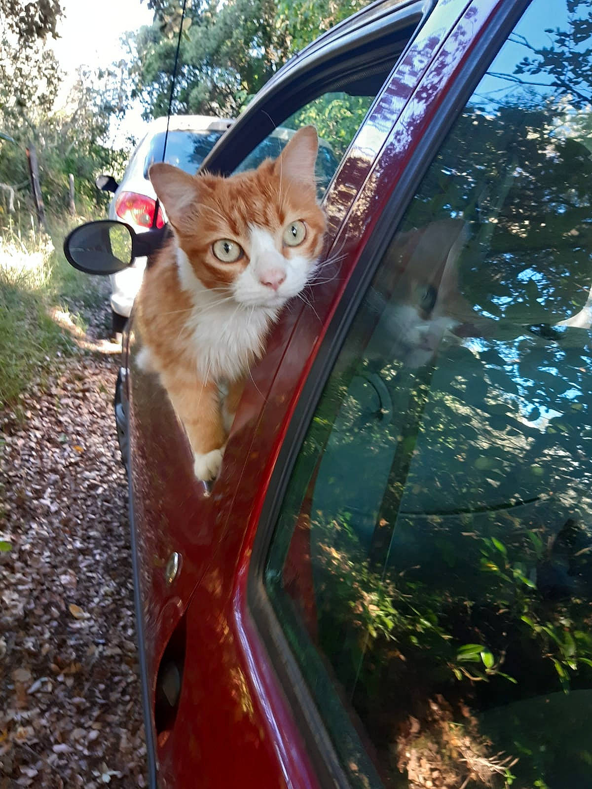 Timon a rejoint le concours — aidez-le/la à gagner de superbes lots ! automotive_lighting, car, carnivore, cat, fawn, felidae, fender, grass, hood, leaf, motor_vehicle, plant, small_to_medium_sized_cats, sunlight, tire, tree, vehicle, whiskers, window, woody_plant