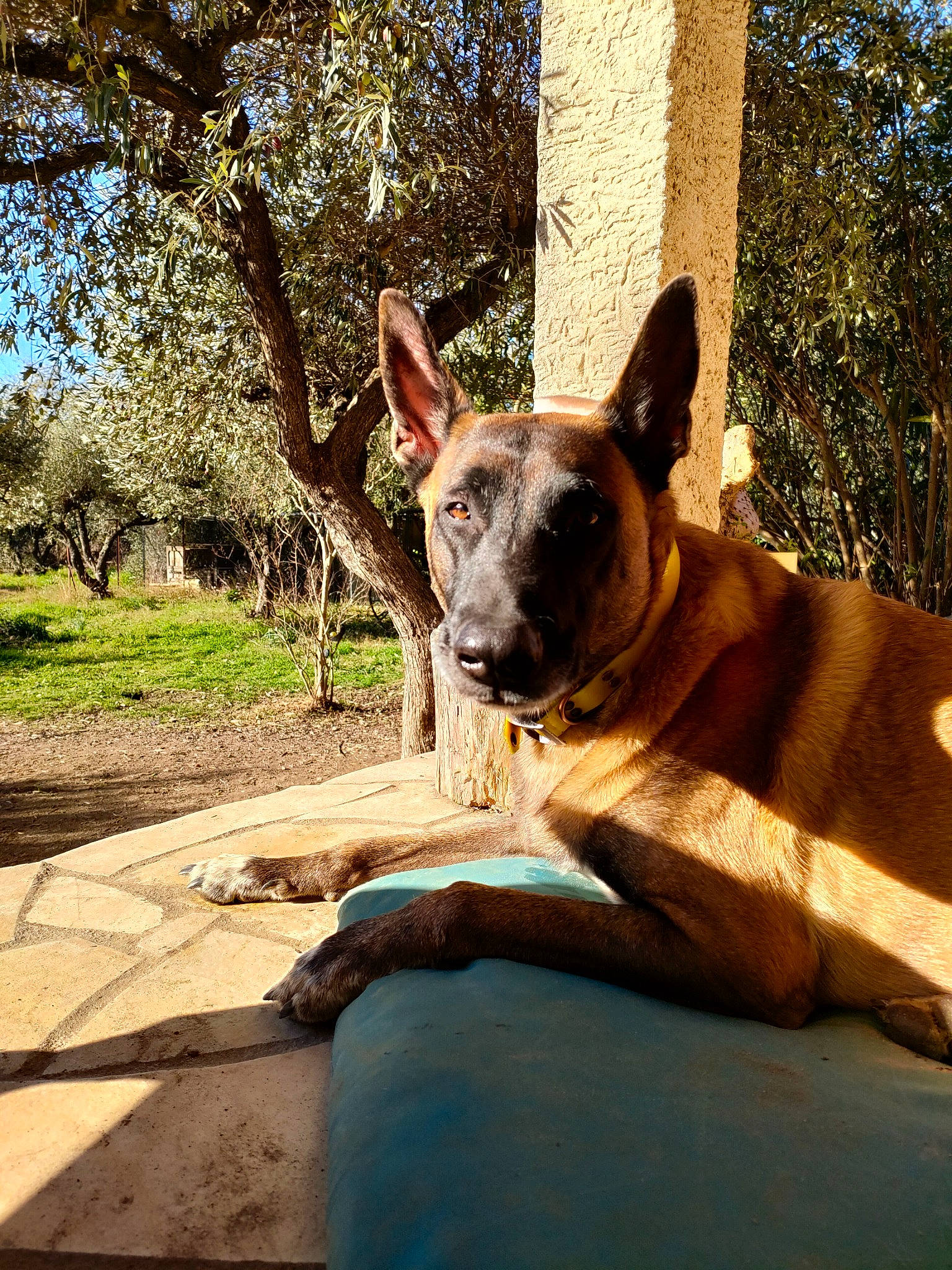 Laecky participe au concours pour gagner de l'argent avec cette photo : carnivore, collar, companion_dog, dog, dog_breed, dog_collar, ear, fawn, grass, liver, plant, snout, tail, terrestrial_animal, tints_and_shades, tree, trunk, whiskers, wood, working_animal