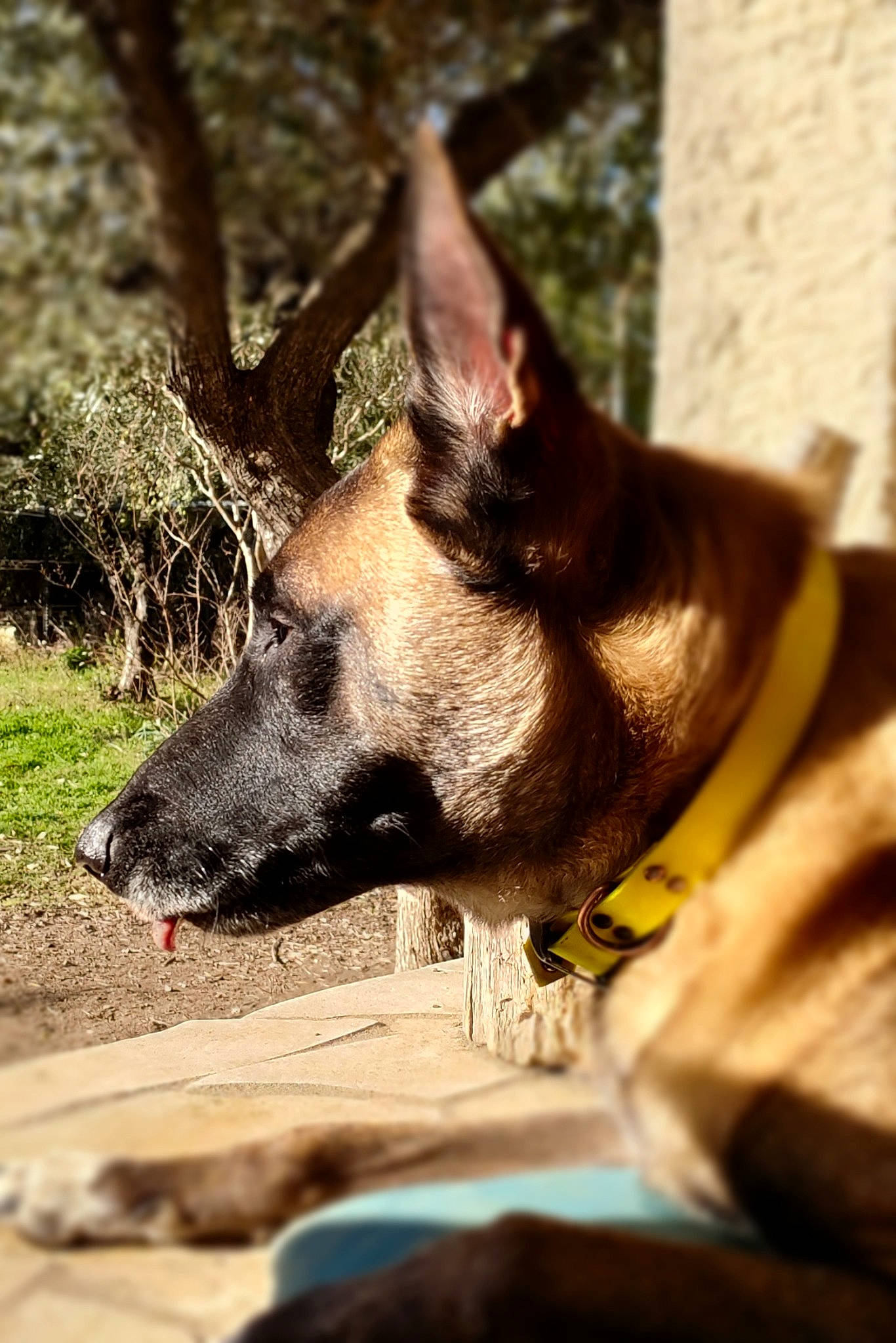 Laecky a rejoint le concours — aidez-le/la à gagner de superbes lots ! carnivore, collar, companion_dog, dog, dog_breed, dog_collar, dog_supply, fawn, herding_dog, king_shepherd, non_sporting_group, old_german_shepherd_dog, plant, snout, sporting_group, terrestrial_animal, whiskers, wildlife, working_animal, working_dog