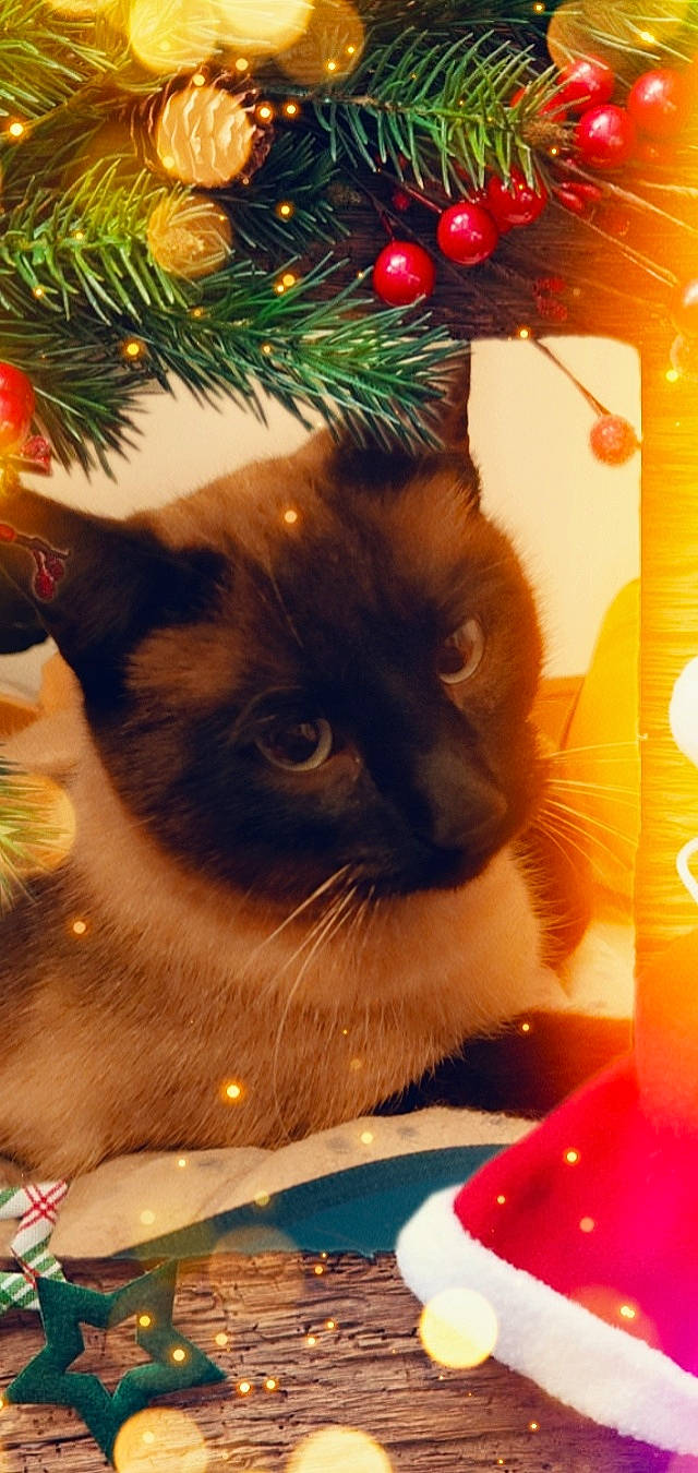 Rougail a rejoint le concours — aidez-le/la à gagner de superbes lots ! carnivore, cat, christmas_decoration, christmas_ornament, christmas_tree, event, evergreen, fawn, felidae, fur, green, holiday, holiday_ornament, light, ornament, siamese, small_to_medium_sized_cats, snout, vertebrate, whiskers