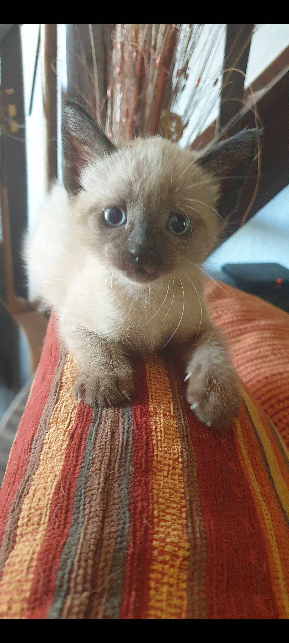 Rougail participe au concours pour gagner de l'argent avec cette photo : balinese, birman, carnivore, cat, domestic_short_haired_cat, eye, fawn, felidae, fur, head, iris, siamese, small_to_medium_sized_cats, snout, tail, terrestrial_animal, thai, tonkinese, whiskers, woven_fabric