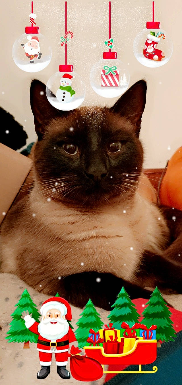 Rougail a rejoint le concours — aidez-le/la à gagner de superbes lots ! balinese, birman, carmine, carnivore, cat, cat_supply, event, fang, fawn, felidae, fur, grass, green, holiday, pet_supply, photography, siamese, small_to_medium_sized_cats, snout, whiskers