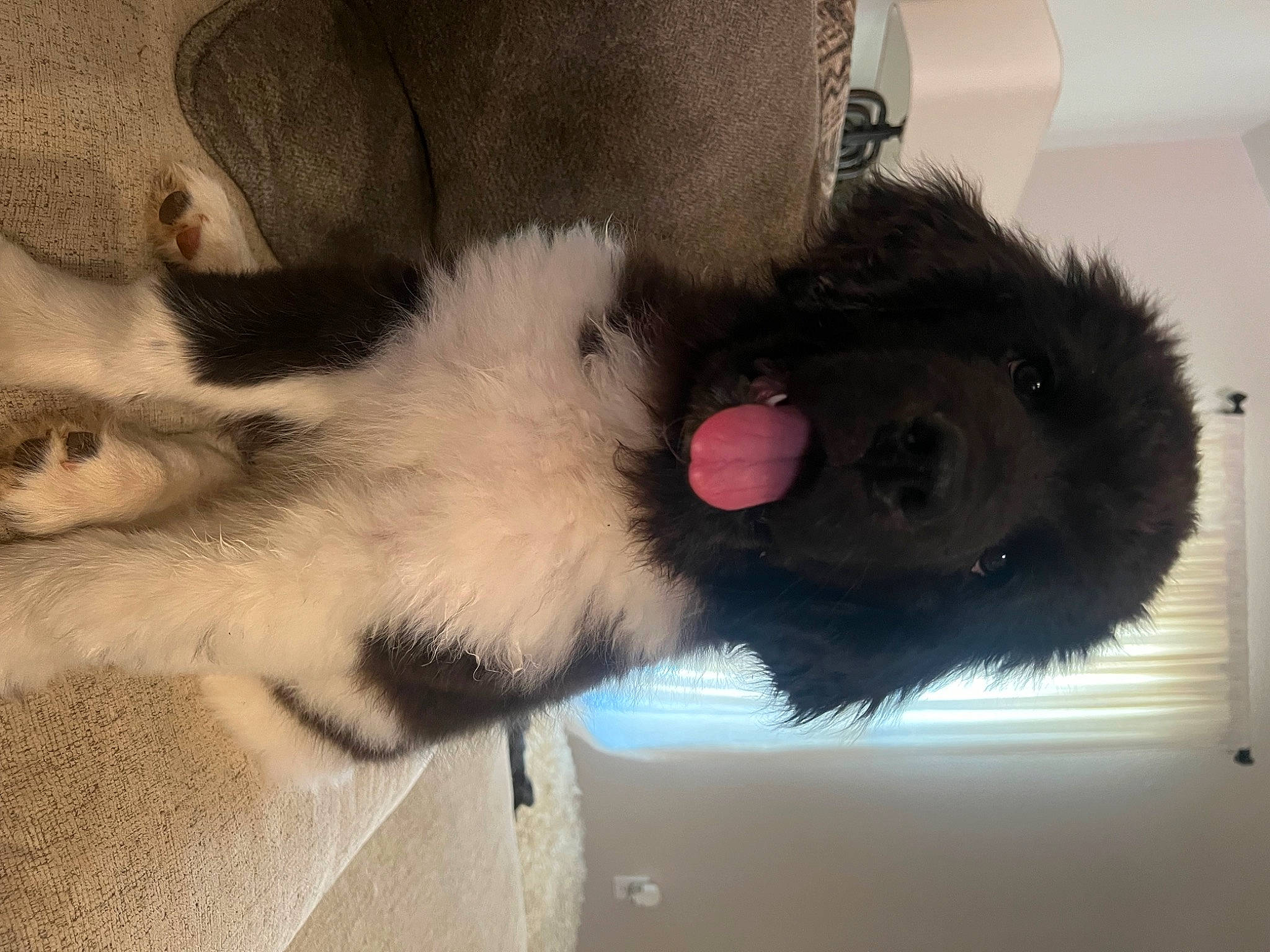 Duchess is registered to the contest to win money with this photo: canidae, carnivore, claw, collar, comfort, companion_dog, dog, dog_breed, felidae, fur, fur_clothing, natural_material, paw, small_to_medium_sized_cats, snout, sporting_group, stuffed_toy, tail, toy, whiskers