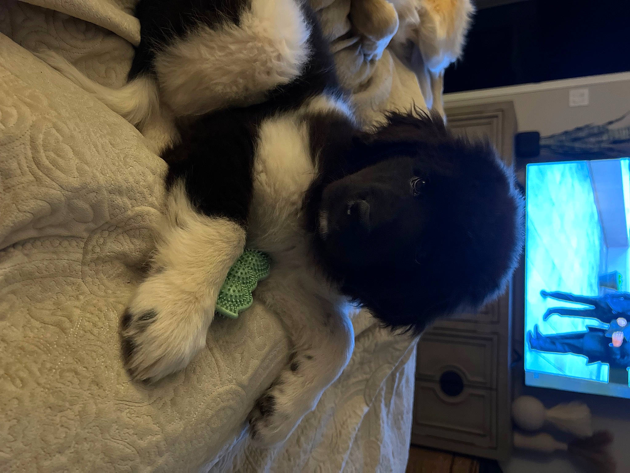 Duchess is registered to the contest to win money with this photo: canidae, carnivore, comfort, companion_dog, display_device, dog, dog_breed, fawn, felidae, fur, fur_clothing, nap, plush, small_to_medium_sized_cats, snout, sporting_group, stuffed_toy, tail, whiskers, wool