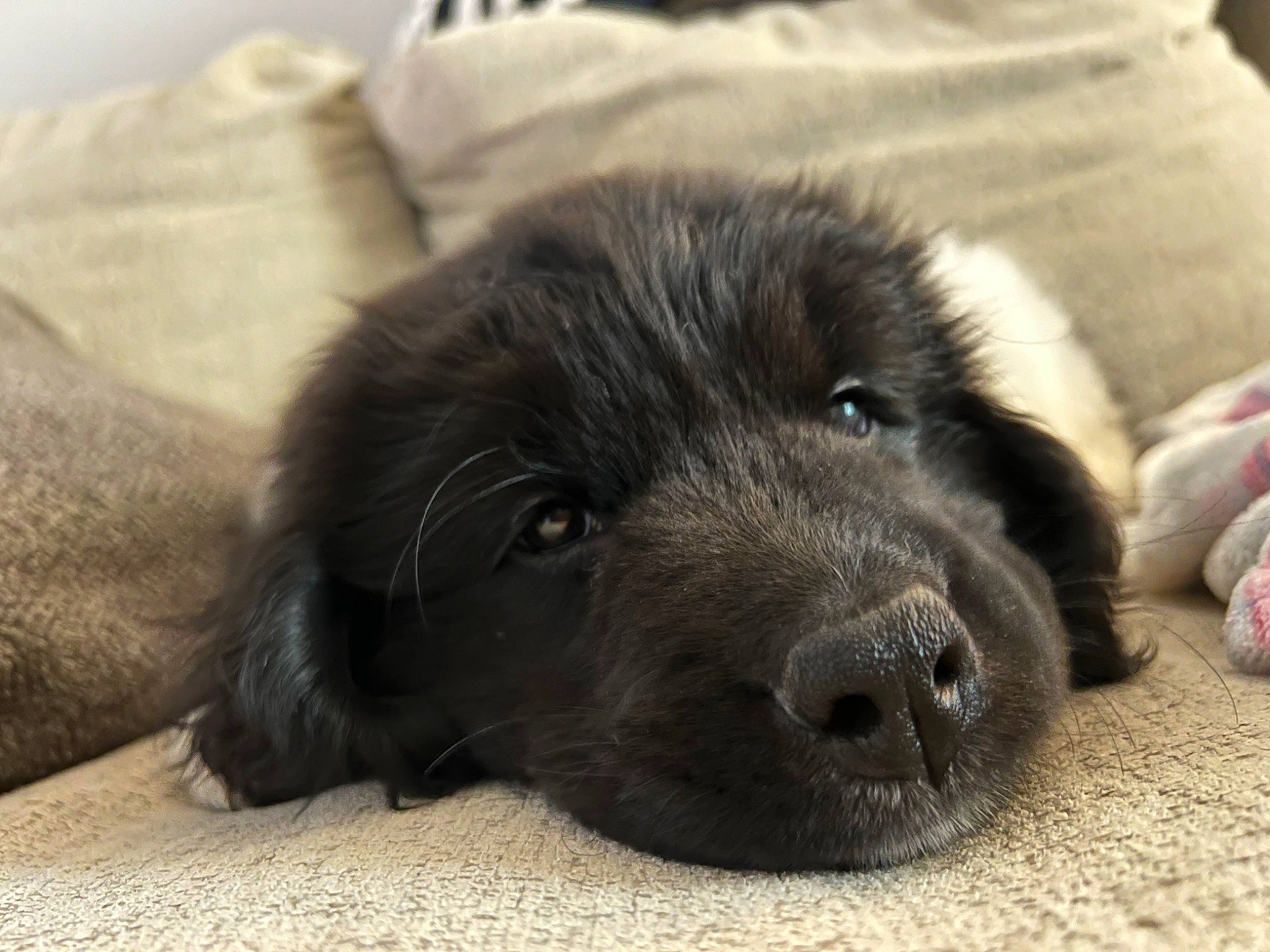 Duchess is registered to the contest to win money with this photo: borador, canidae, carnivore, comfort, companion_dog, dog, dog_breed, fur, grey, liver, newfoundland, non_sporting_group, paw, snout, sporting_group, terrestrial_animal, whiskers, working_animal