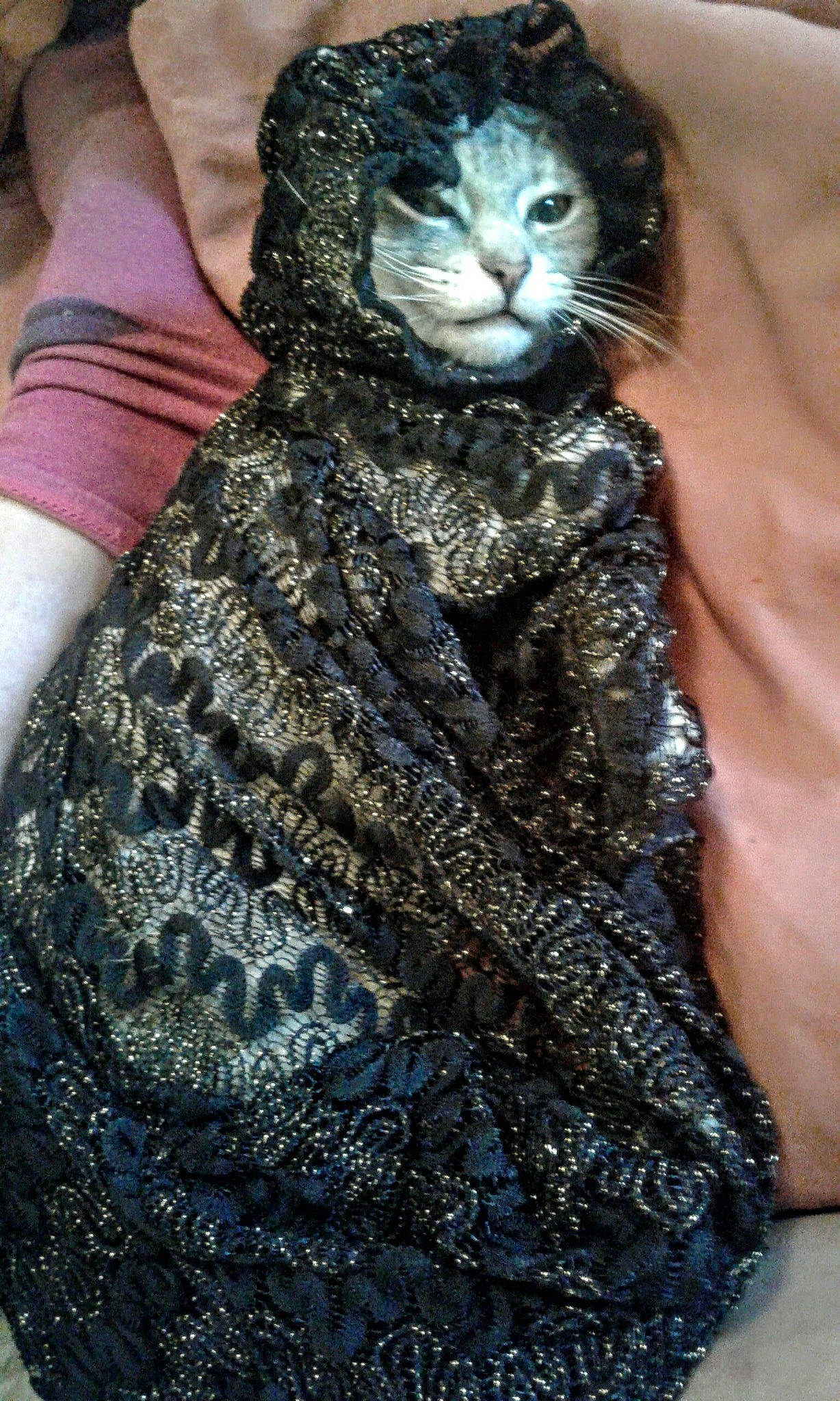 Booboo joined the competition — help win amazing prizes! carnivore, cat, cocktail_dress, day_dress, electric_blue, fashion_accessory, fashion_design, felidae, formal_wear, fur, human_leg, one_piece_garment, outerwear, pattern, sleeve, small_to_medium_sized_cats, street_fashion, thigh, waist, whiskers