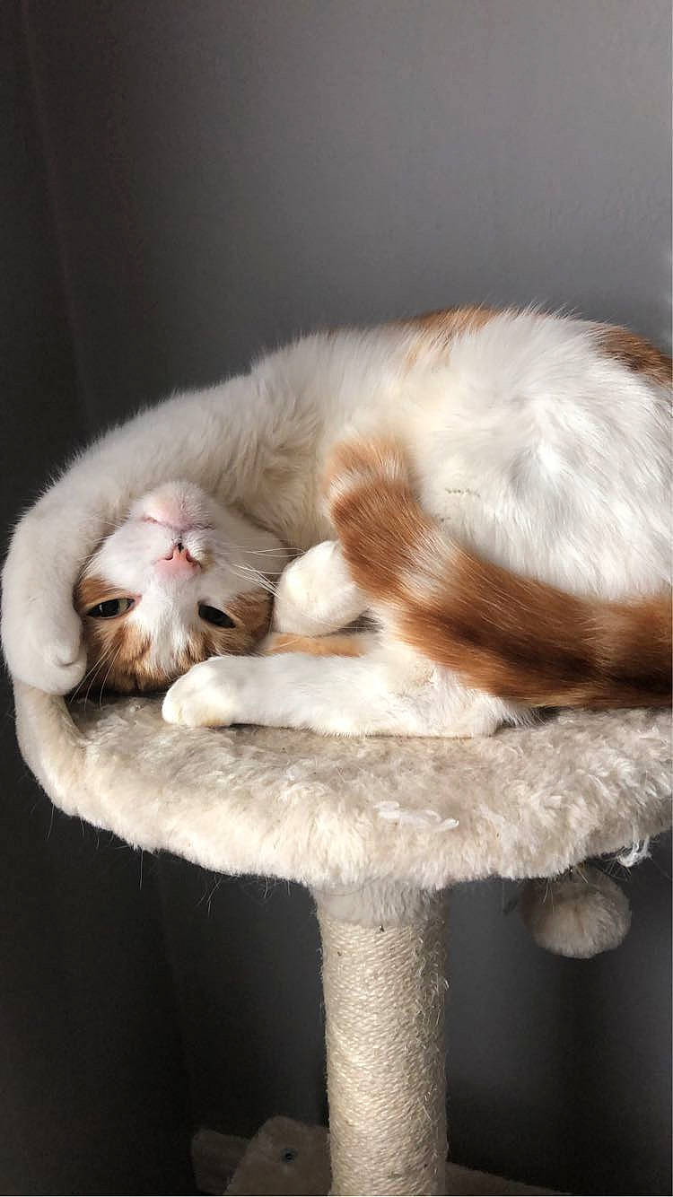 Bubby joined the competition — help win amazing prizes! carnivore, cat, cat_bed, cat_furniture, cat_supply, claw, comfort, domestic_short_haired_cat, fawn, felidae, fur, paw, small_to_medium_sized_cats, snout, tail, whiskers, window