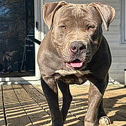 Gangster Of The Year joined the competition — help win amazing prizes! dog, canine, pet, gray_dog, outdoor, wooden_deck, sunlight, reflection, tongue_out, ears, muscular, close_up, front_view, animal, friendly, house, door, walking, daylight, domestic