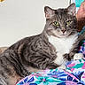 animal, cat, closeup, colorful, companion, cozy, cute, domestic_cat, feline, floral_blanket, fur, gray_tabby, green_eyes, indoor, paws, pet, portrait, relaxed, resting, whiskers
