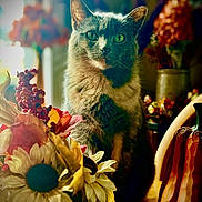 Callie joined the competition — help win amazing prizes! cat, flower, sunflower, autumn, fall, decoration, indoor, window, light, plant, leaf, orange, yellow, brown, green, pet, animal, feline, closeup, cozy