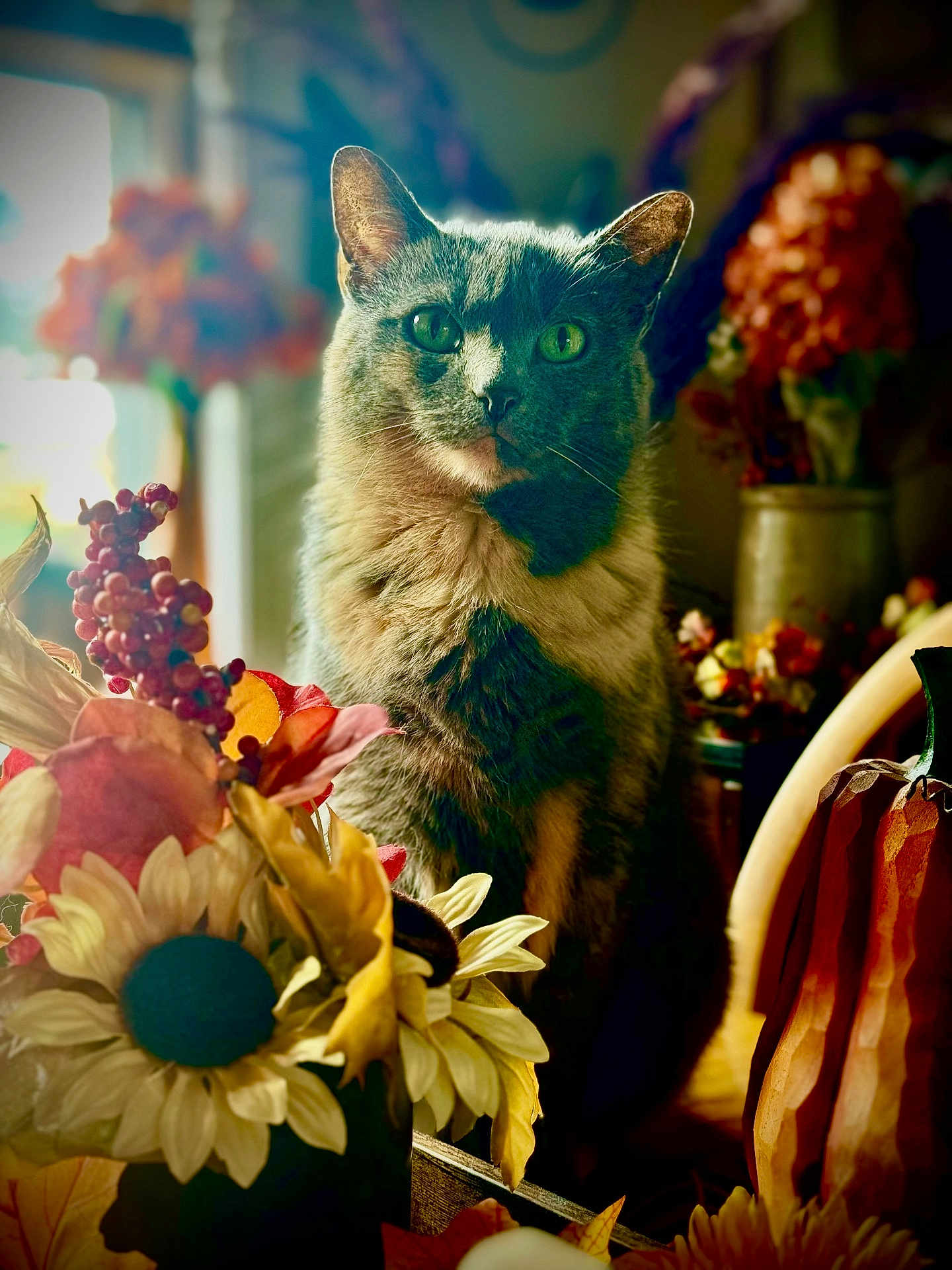 Callie