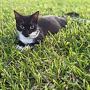 Chanel Baby Garcia joined the competition — help win amazing prizes! cat, black_and_white, grass, outdoor, pet, animal, feline, lying_down, green, nature, whiskers, collar, closeup, eyes, cute, domestic_cat, relaxed, fur, mammal, daylight