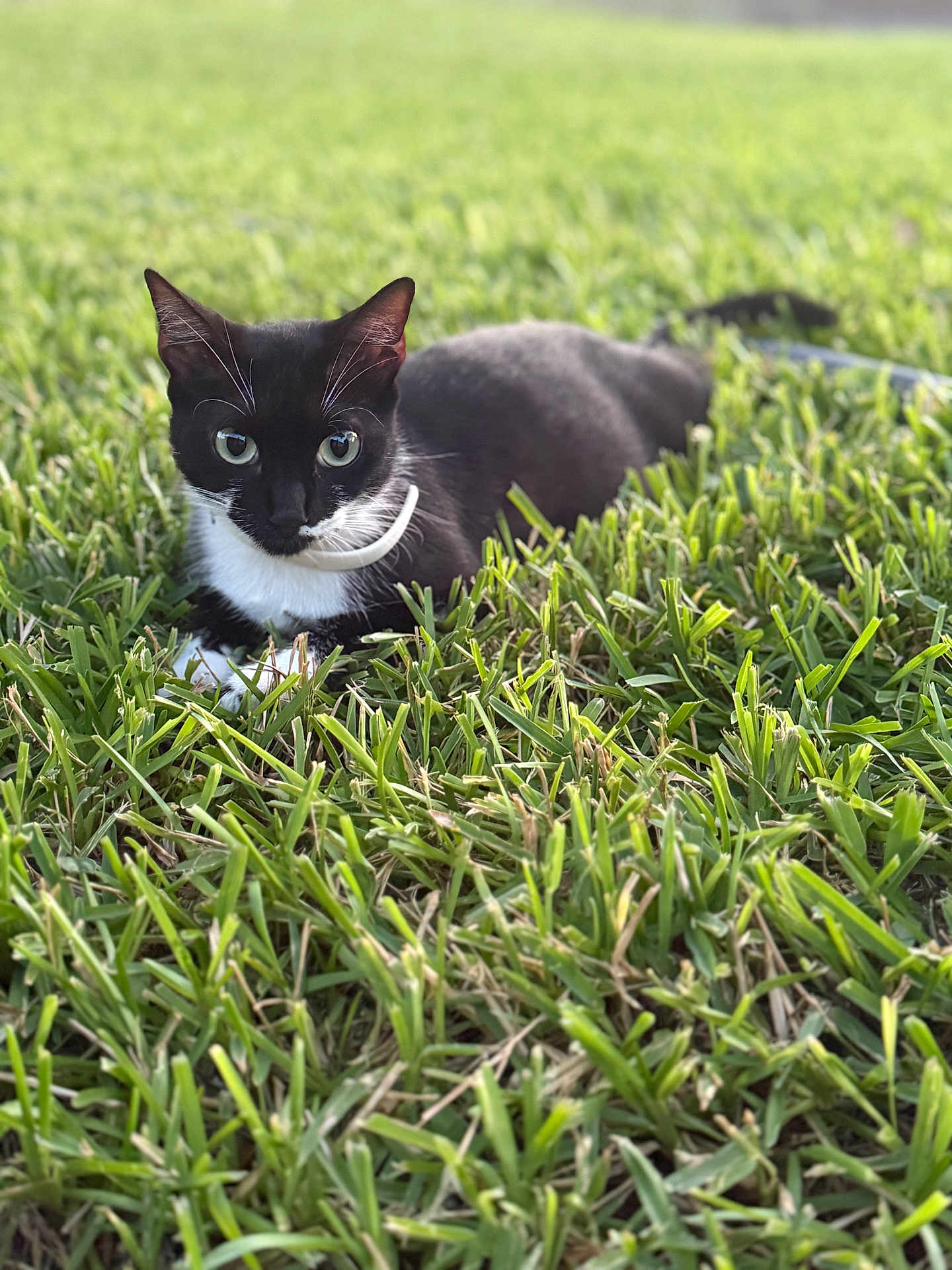 Chanel Baby Garcia joined the competition — help win amazing prizes! cat, black_and_white, grass, outdoor, pet, animal, feline, lying_down, green, nature, whiskers, collar, closeup, eyes, cute, domestic_cat, relaxed, fur, mammal, daylight