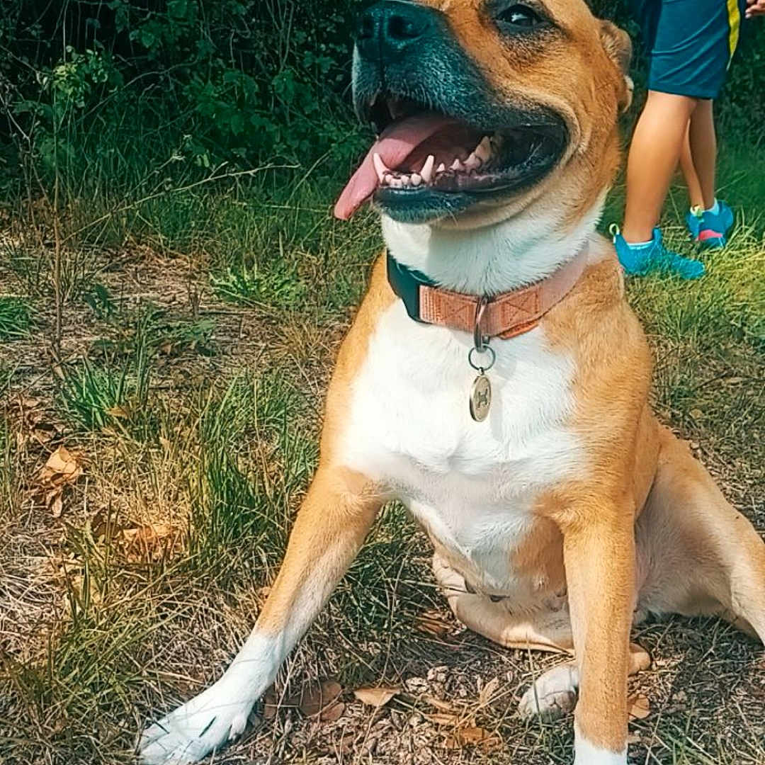 Belvé a rejoint le concours — aidez-le/la à gagner de superbes lots ! brown_fur, bushes, canine, casual_clothing, collar, dog, footwear, grass, happy, leaves, nature, outdoor, person, pet, summer, sunlight, tongue_out, trees, walking, white_paws