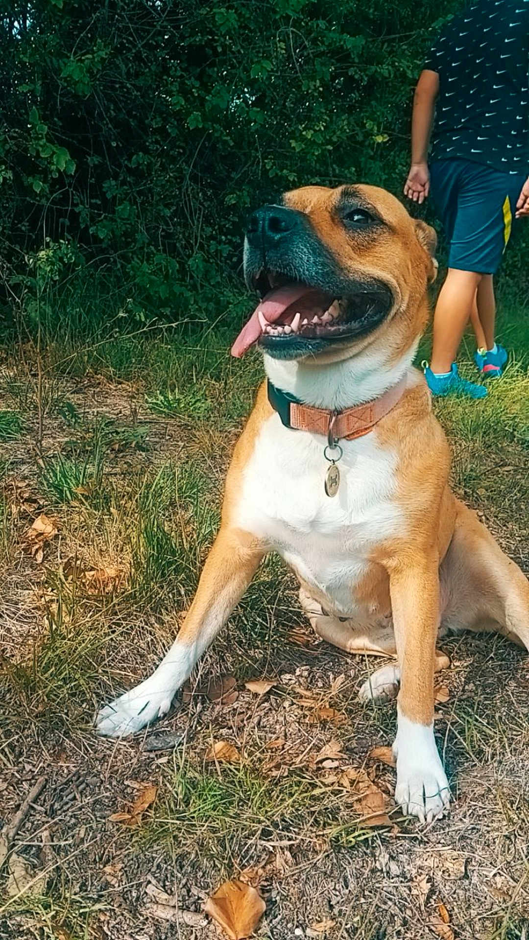 Belvé a rejoint le concours — aidez-le/la à gagner de superbes lots ! dog, canine, pet, collar, grass, leaves, outdoor, nature, person, walking, summer, sunlight, tongue_out, happy, brown_fur, white_paws, trees, bushes, casual_clothing, footwear