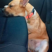 Belvé participe au concours pour gagner de l'argent avec cette photo : dog, sleeping, car_interior, backseat, orange_collar, resting_head, brown_dog, canine, pet, seat, seat_cover, car_door, relaxed, nap, domestic_animal, animal, cozy, fur, vehicle, indoor