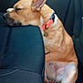 dog, sleeping, car_interior, backseat, orange_collar, resting_head, brown_dog, canine, pet, seat, seat_cover, car_door, relaxed, nap, domestic_animal, animal, cozy, fur, vehicle, indoor