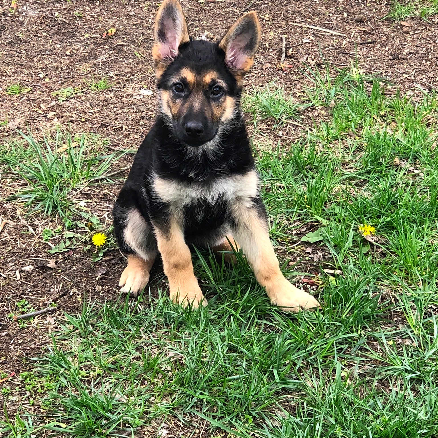 Trinity is registered to the contest to win money with this photo: black_and_tan_terrier, canidae, carnivore, dog, dog_breed, east_european_shepherd, german_shepherd_dog, grass, king_shepherd, mammal, old_german_shepherd_dog, puppy, rare_breed_dog, shiloh_shepherd_dog, snout, vertebrate, working_dog