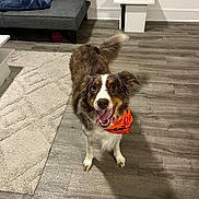 Odie is registered to the contest to win money with this photo: animal, bandana, canine, couch, decor, dog, domestic, face, floor, fur, happy, home, indoor, living_room, pet, rug, smiling, table, tail, wood_floor