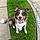 Odie