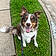 Odie