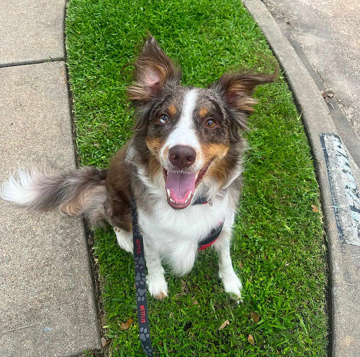 Odie is registered to the contest to win money with this photo: animal, canine, collar, daylight, dog, ears, fur, grass, happy, leash, muzzle, nature, outdoor, pavement, pet, sidewalk, smiling, tail, tongue, walking