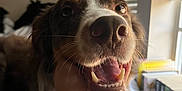 Odie is registered to the contest to win money with this photo: animal, bed, bookshelf, close_up, cozy, dog, friendly, fur, happy, human_hand, indoor, light, mouth_open, pet, relaxed, snout, teeth, tongue, whiskers, window_blinds