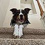 Odie joined the competition — help win amazing prizes! animal, bandana, black, brown, carpet, cute, dog, ears_up, friendly, happy, home, indoor, looking_down, pet, portrait, stairs, tongue_out, wall, white, wooden_banister