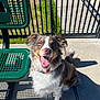 Odie joined the competition — help win amazing prizes! animal, bench, canine, collar, daytime, dog, fence, fluffy, friendly, grass, happy, metal_bench, outdoor, pet, shadow, sidewalk, sitting, smiling, sunlight, tongue_out