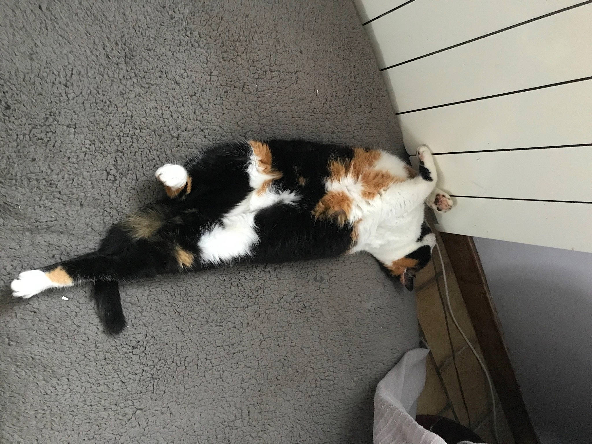 Boulette a rejoint le concours — aidez-le/la à gagner de superbes lots ! brown, canidae, carnivore, cat, claw, companion_dog, dog_breed, domestic_short_haired_cat, felidae, flooring, fur, hardwood, paw, small_to_medium_sized_cats, sporting_group, tail, whiskers, wood