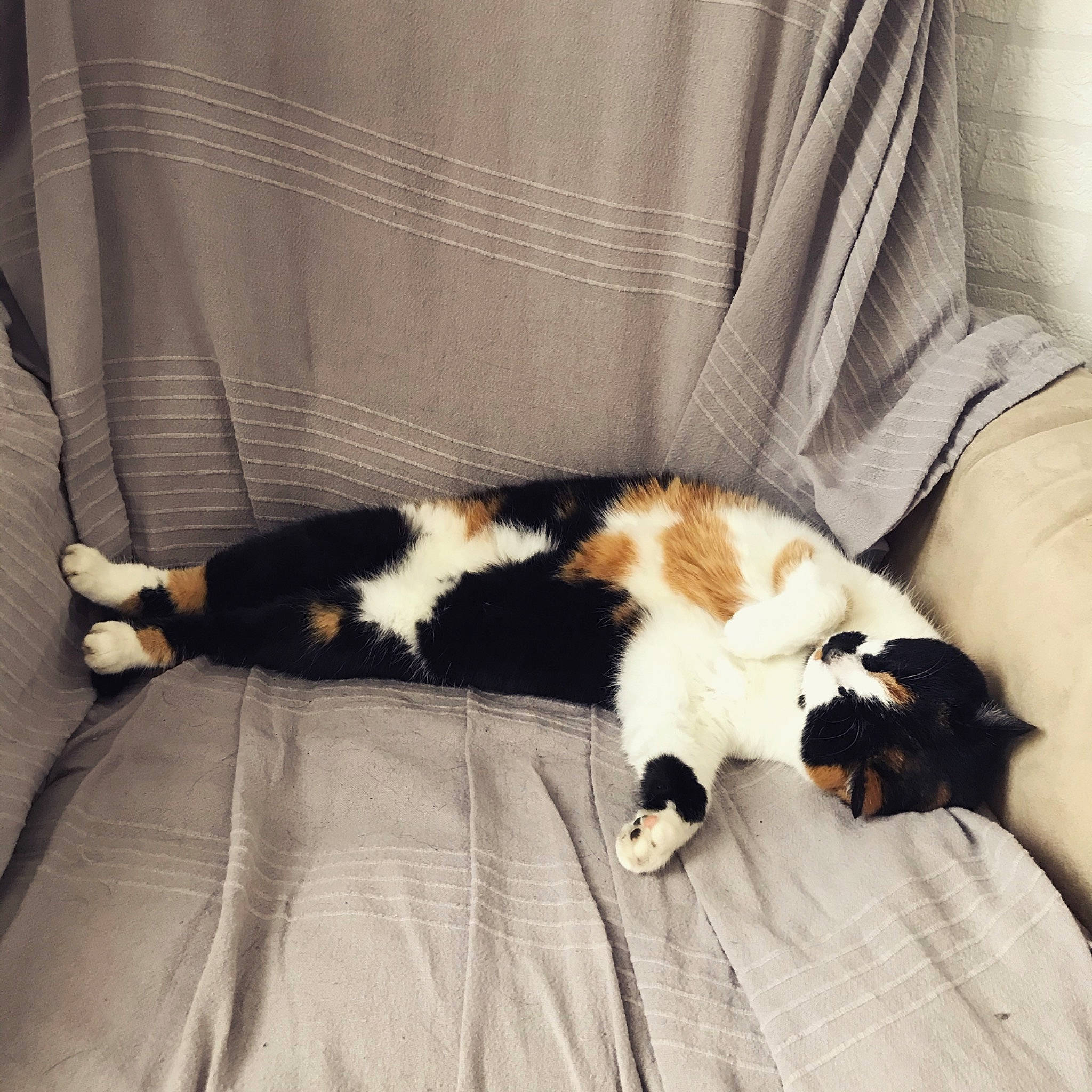 Boulette a rejoint le concours — aidez-le/la à gagner de superbes lots ! canidae, carnivore, cat, comfort, companion_dog, couch, dog_breed, domestic_short_haired_cat, felidae, fur, linens, mammal, nap, room, small_to_medium_sized_cats, tail, textile, vertebrate, whiskers, wood