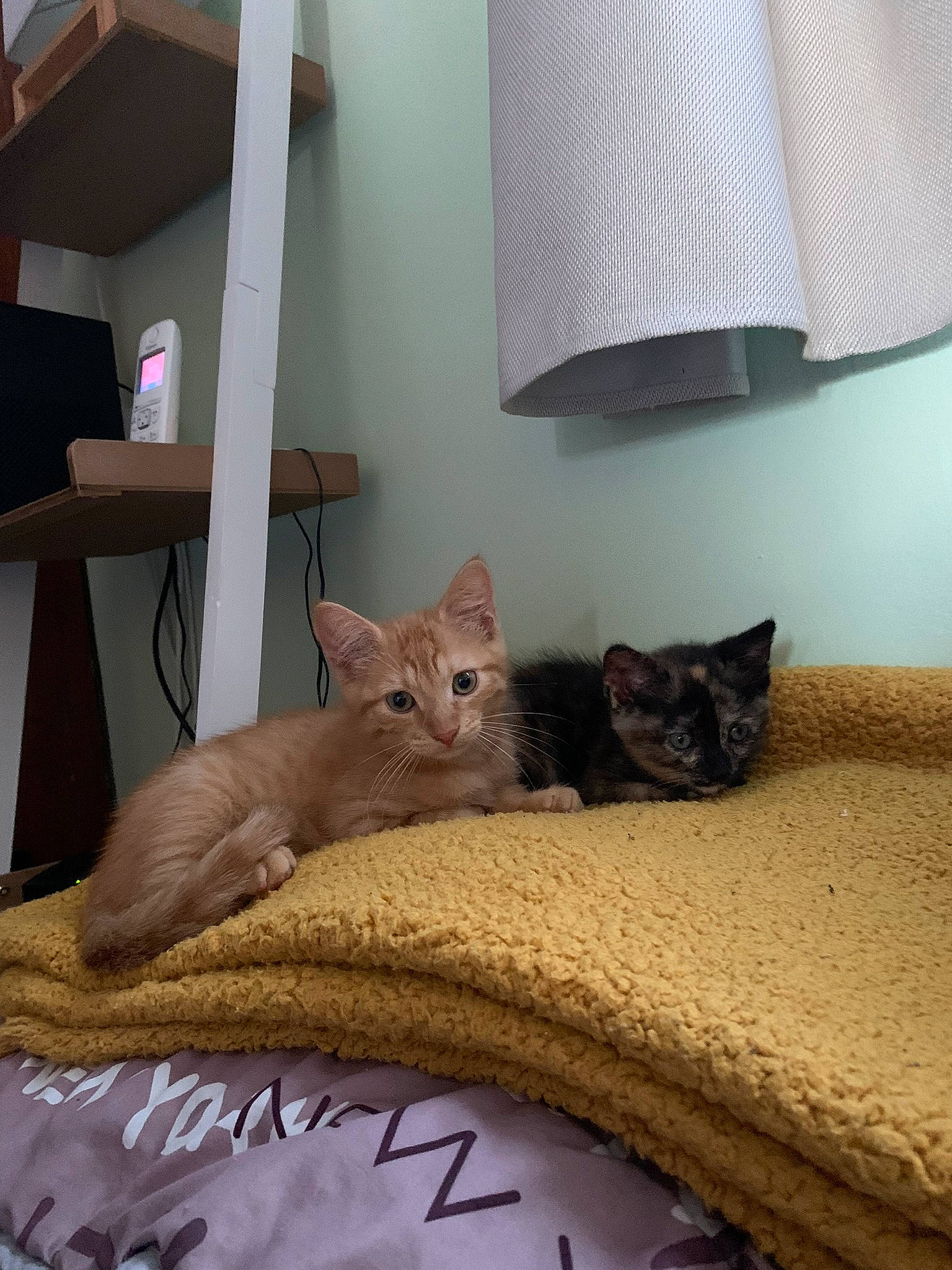 Toulouse participe au concours pour gagner de l'argent avec cette photo : carnivore, cat, cat_supply, comfort, couch, fawn, felidae, flooring, furniture, grey, hardwood, interior_design, lamp, linens, living_room, small_to_medium_sized_cats, tail, textile, whiskers, wood