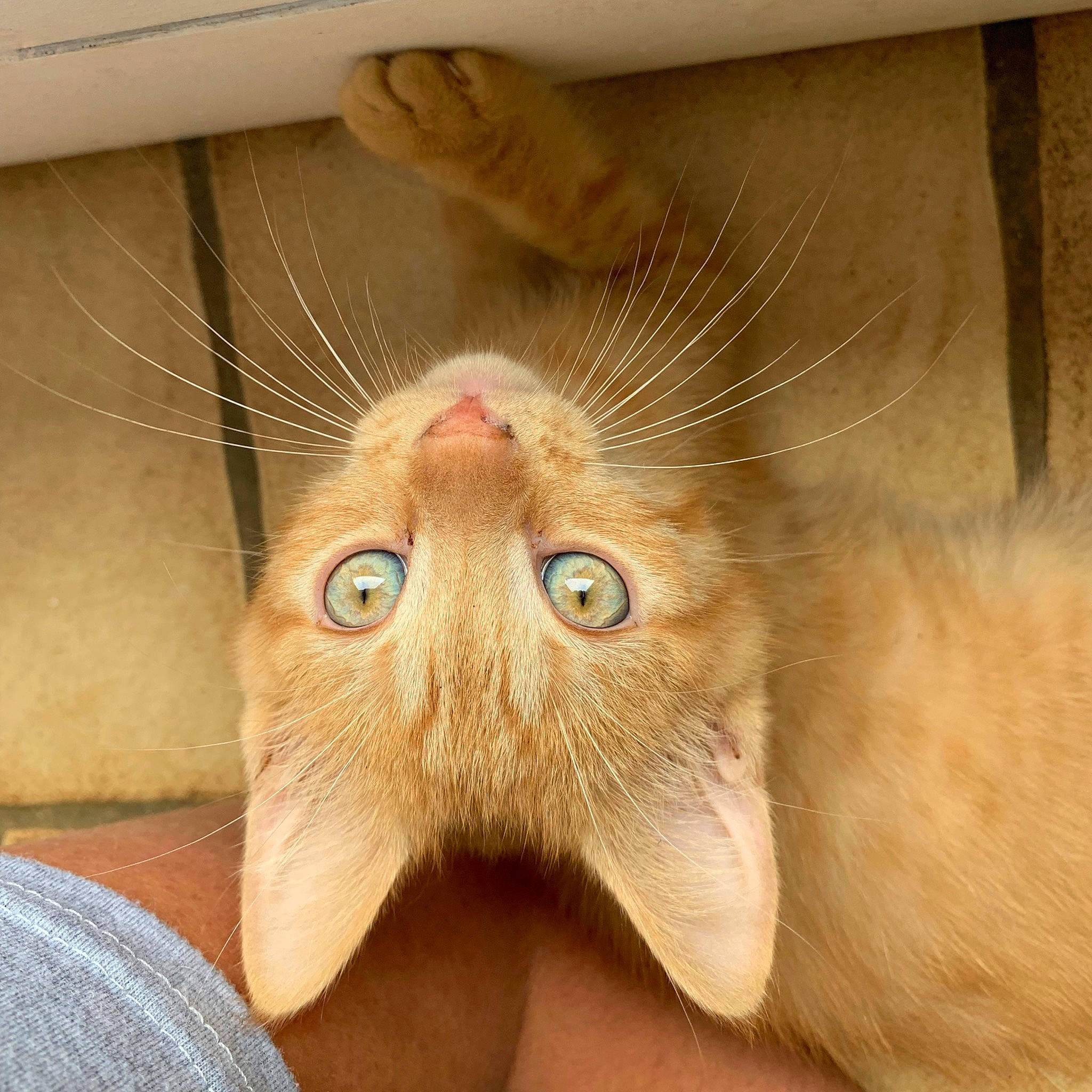 Toulouse participe au concours pour gagner de l'argent avec cette photo : carnivore, cat, claw, domestic_short_haired_cat, ear, fawn, felidae, flooring, fur, hardwood, iris, nail, nose, paw, small_to_medium_sized_cats, snout, terrestrial_animal, whiskers, wood