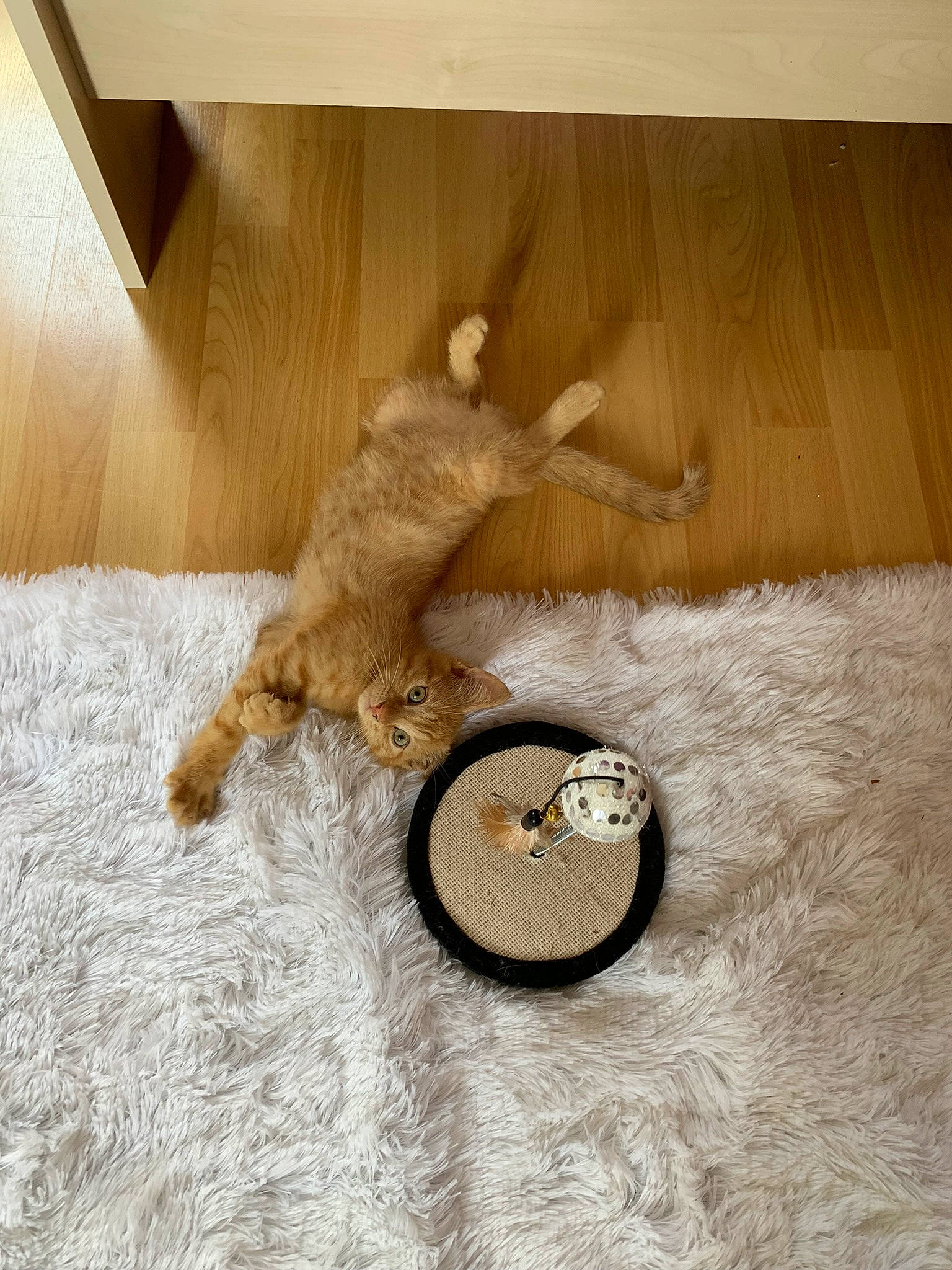 Toulouse a rejoint le concours — aidez-le/la à gagner de superbes lots ! art, circle, companion_dog, fashion_accessory, fawn, floor, flooring, fur, hardwood, linens, mammal, plywood, rectangle, room, still_life_photography, stuffed_toy, tail, toy, vertebrate, wood